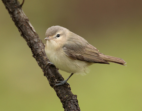 Warbling Vireo Vireo gilvus
