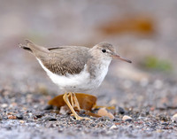 Spotted Sandpiper Actitis macularia. Croy Beach Ayrshire March 2