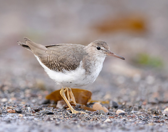 Spotted Sandpiper Actitis macularia. Croy Beach Ayrshire March 2