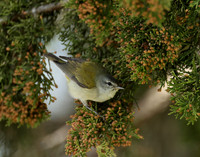 Tennesee Warbler Leiothlypis peregrina