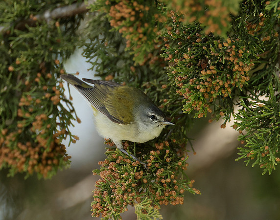 Tennesee Warbler Leiothlypis peregrina