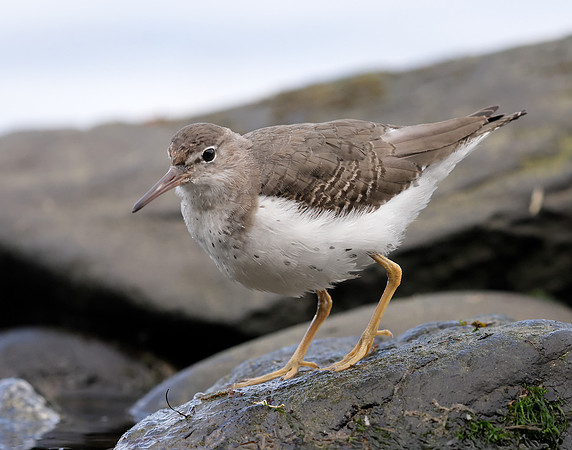 Spotted Sandpiper Actitis macularia. Croy Beach Ayrshire March 2