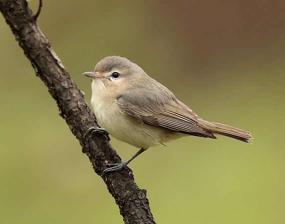 Warbling Vireo Vireo gilvus