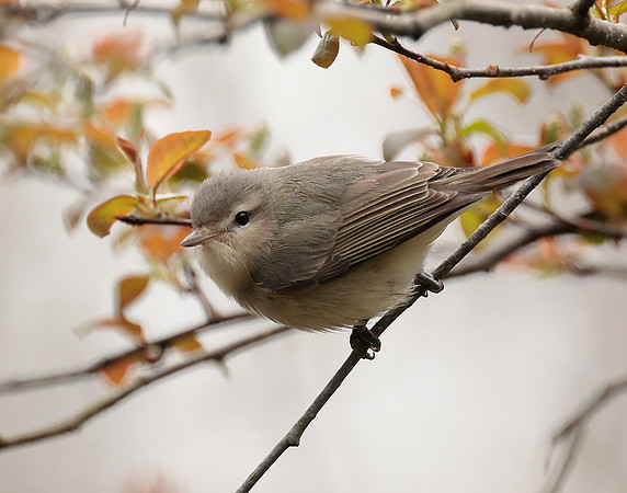 Warbling Vireo Vireo gilvus