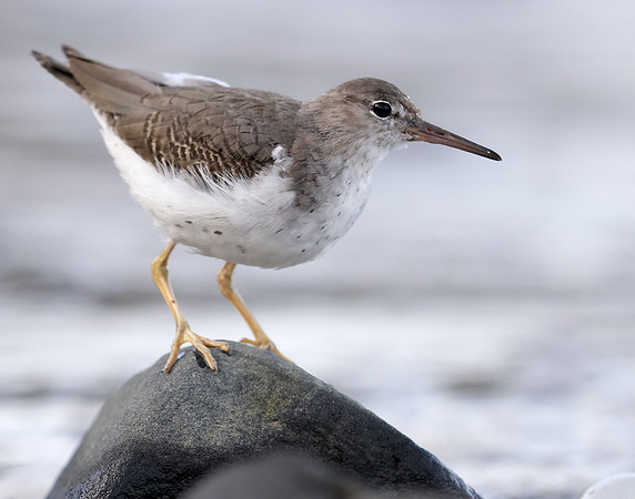 Spotted Sandpiper Actitis macularia. Croy Beach Ayrshire March 2
