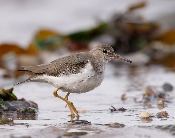 Spotted Sandpiper Actitis macularia. Croy Beach Ayrshire March 2