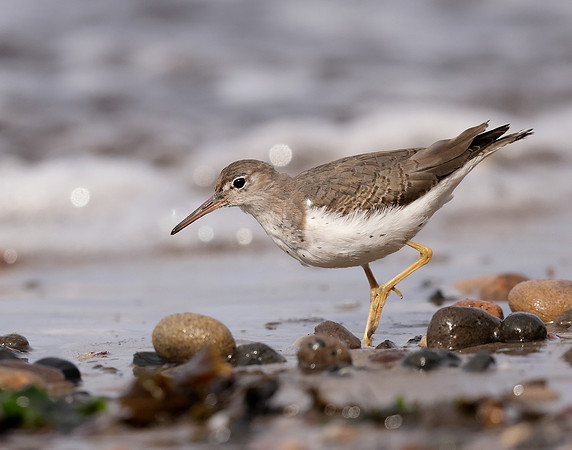 Spotted Sandpiper Actitis macularia. Croy Beach Ayrshire March 2