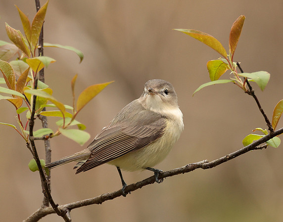 Warbling Vireo Vireo gilvus