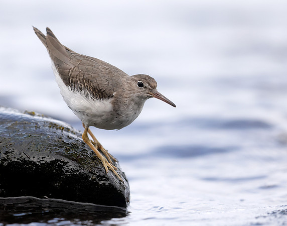 Spotted Sandpiper Actitis macularia. Croy Beach Ayrshire March 2