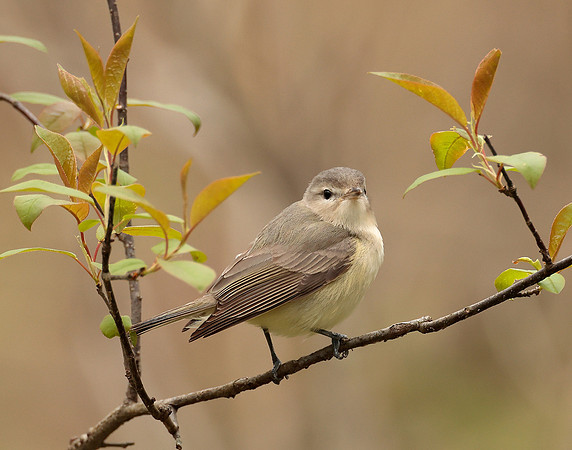 Warbling Vireo Vireo gilvus