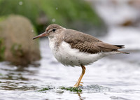 Spotted Sandpiper Actitis macularius. Croy Beach, Ayrshire March