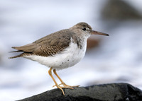 Spotted Sandpiper Actitis macularius. Croy Beach, Ayrshire March
