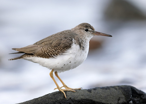 Spotted Sandpiper Actitis macularius. Croy Beach, Ayrshire March