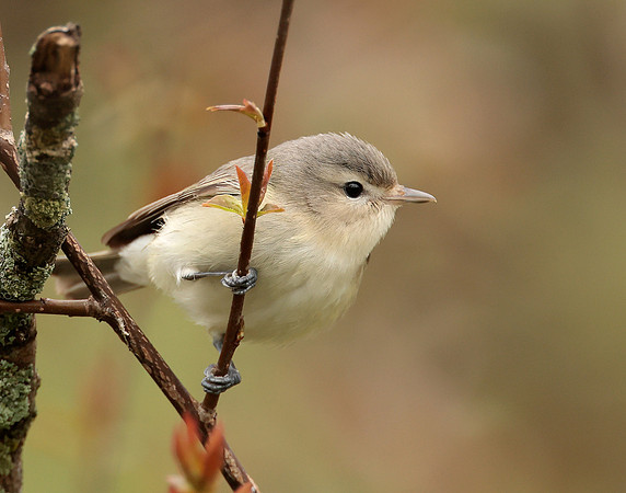 Warbling Vireo Vireo gilvus