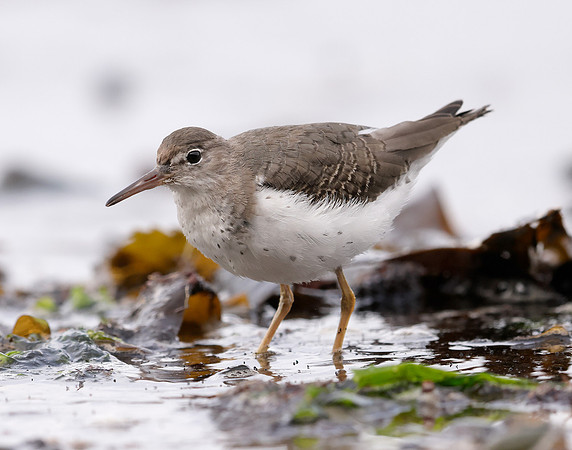 Spotted Sandpiper Actitis macularia. Croy Beach Ayrshire March 2