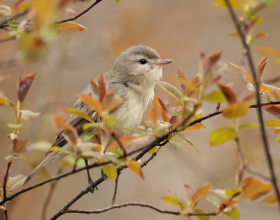 Warbling Vireo Vireo gilvus