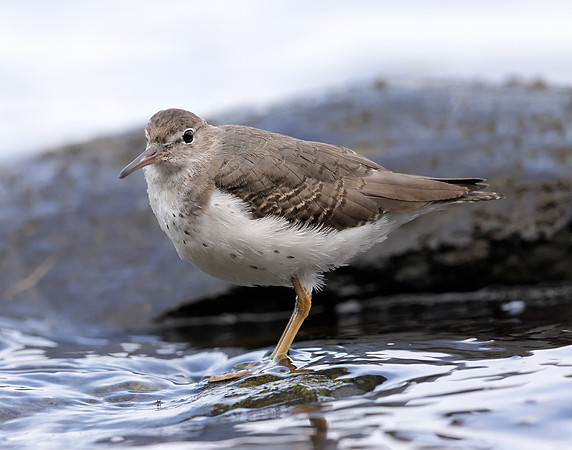 Spotted Sandpiper Actitis macularia. Croy Beach Ayrshire March 2