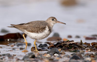 Spotted Sandpiper Actitis macularius. Croy Beach, Ayrshire March