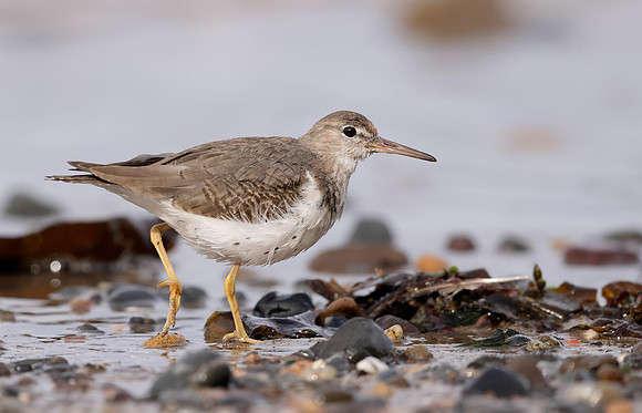 Spotted Sandpiper Actitis macularius. Croy Beach, Ayrshire March