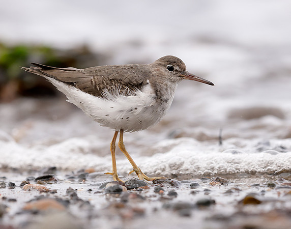 Spotted Sandpiper Actitis macularia. Croy Beach Ayrshire March 2