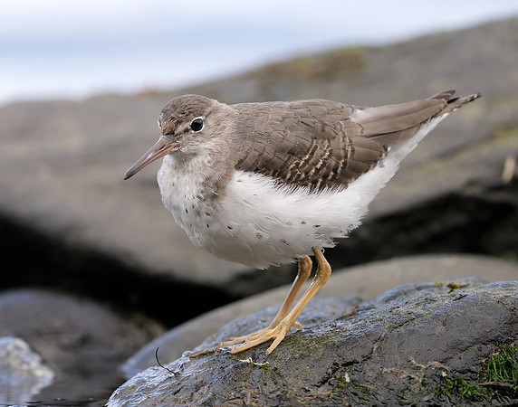 Spotted Sandpiper Actitis macularia. Croy Beach Ayrshire March 2