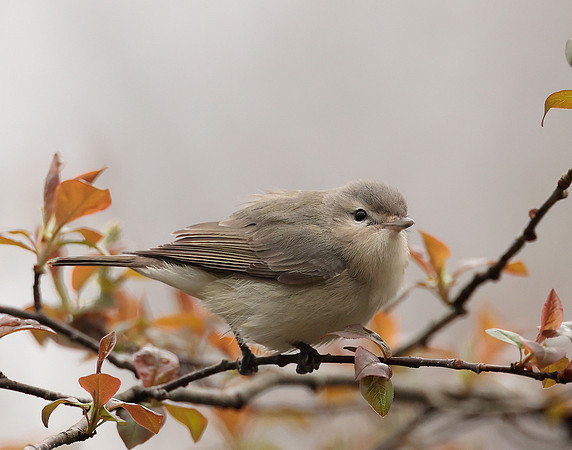 Warbling Vireo Vireo gilvus