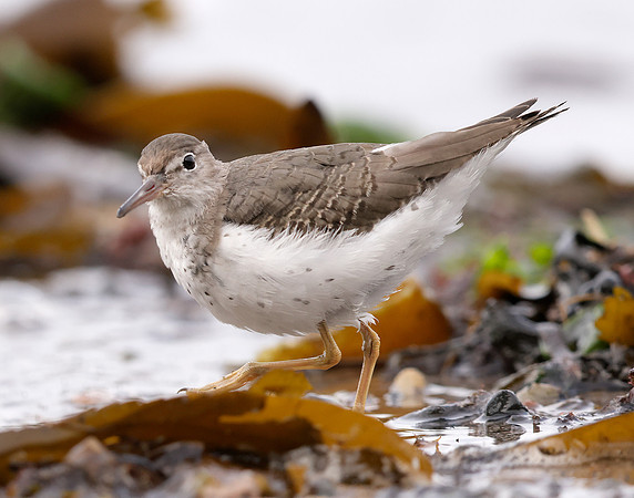 Spotted Sandpiper Actitis macularia. Croy Beach Ayrshire March 2