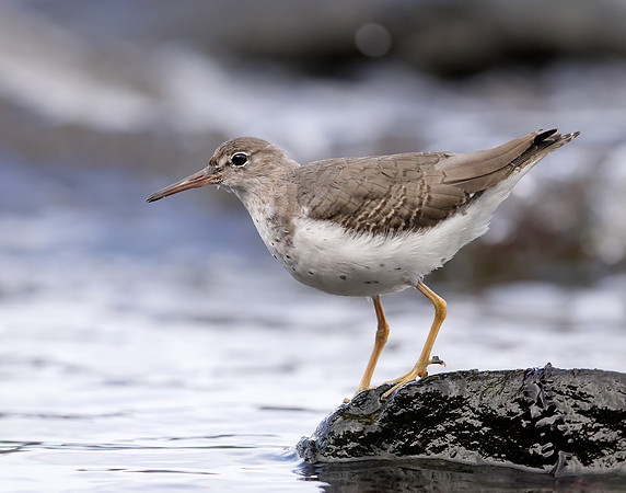 Spotted Sandpiper Actitis macularia. Croy Beach Ayrshire March 2