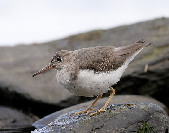 Spotted Sandpiper Actitis macularia. Croy Beach Ayrshire March 2