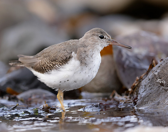 Spotted Sandpiper Actitis macularia. Croy Beach Ayrshire March 2
