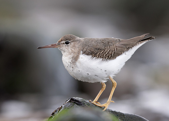Spotted Sandpiper Actitis macularia. Croy Beach Ayrshire March 2
