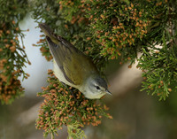 Tennesee Warbler Leiothlypis peregrina