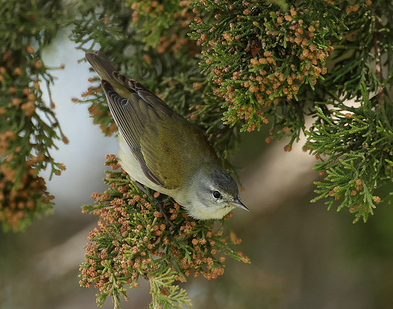 Tennesee Warbler Leiothlypis peregrina