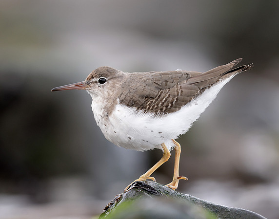 Spotted Sandpiper Actitis macularia. Croy Beach Ayrshire March 2