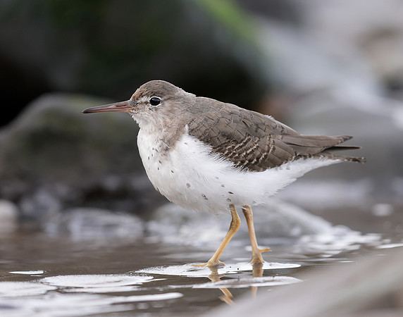 Spotted Sandpiper Actitis macularia. Croy Beach Ayrshire March 2