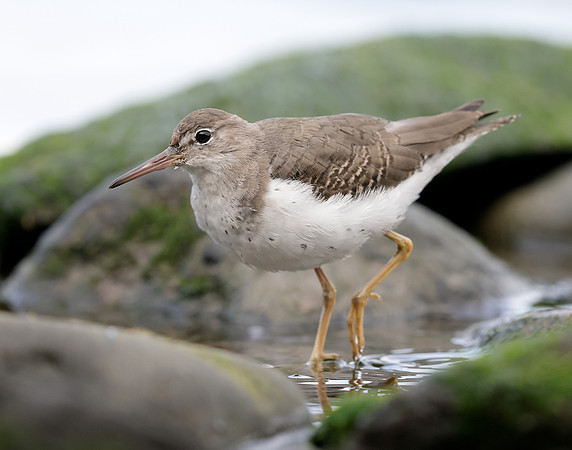 Spotted Sandpiper Actitis macularia. Croy Beach Ayrshire March 2