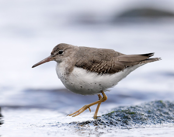 Spotted Sandpiper Actitis macularia. Croy Beach Ayrshire March 2