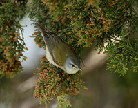 Tennesee Warbler Leiothlypis peregrina
