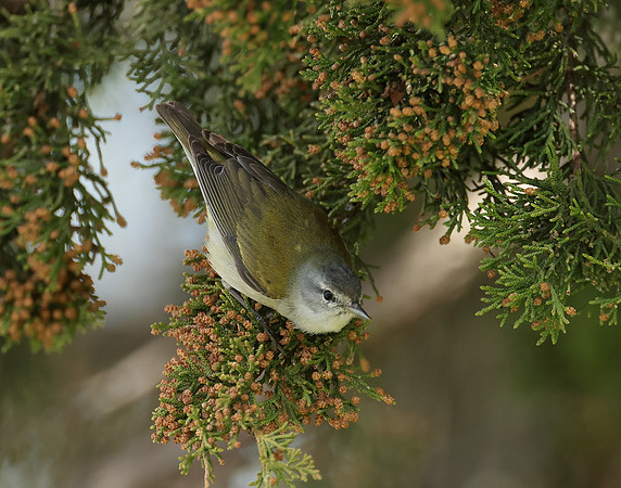 Tennesee Warbler Leiothlypis peregrina