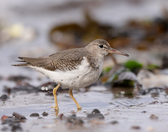 Spotted Sandpiper Actitis macularia. Croy Beach Ayrshire March 2