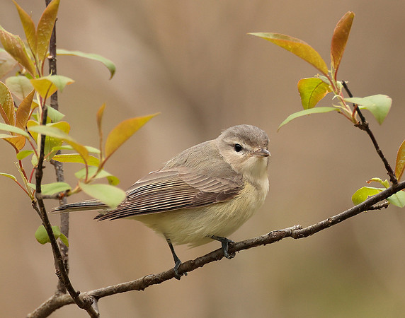 Warbling Vireo Vireo gilvus