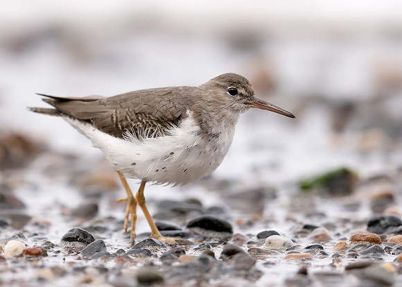 Spotted Sandpiper Actitis macularia. Croy Beach Ayrshire March 2