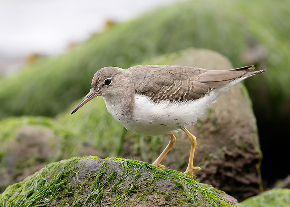 Spotted Sandpiper Actitis macularia. Croy Beach Ayrshire March 2