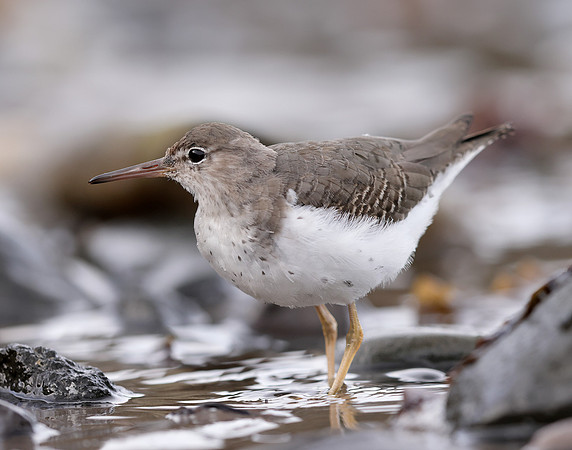 Spotted Sandpiper Actitis macularia. Croy Beach Ayrshire March 2