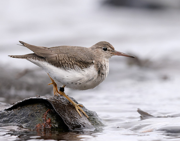 Spotted Sandpiper Actitis macularia. Croy Beach Ayrshire March 2