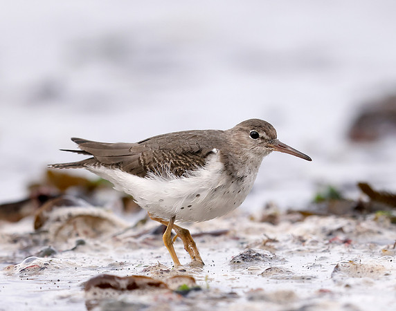 Spotted Sandpiper Actitis macularia. Croy Beach Ayrshire March 2