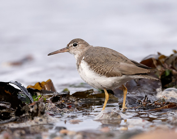 Spotted Sandpiper Actitis macularia. Croy Beach Ayrshire March 2