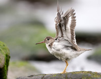 Spotted Sandpiper Actitis macularius. Croy Beach, Ayrshire March