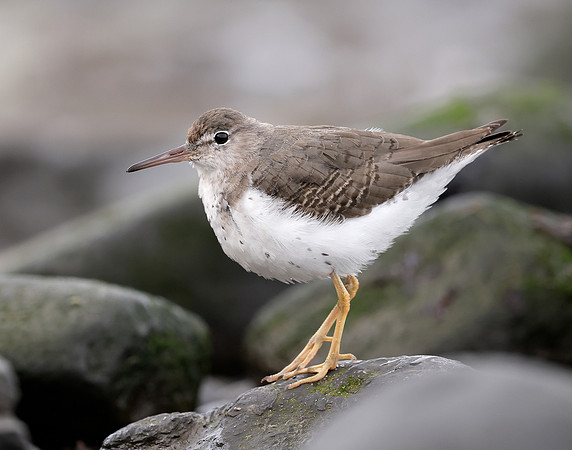 Spotted Sandpiper Actitis macularia. Croy Beach Ayrshire March 2