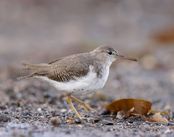 Spotted Sandpiper Actitis macularia. Croy Beach Ayrshire March 2